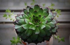 景天科觀音蓮有毒嗎?