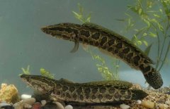 黑魚吃什么食物，對生長環(huán)境要求有哪些？