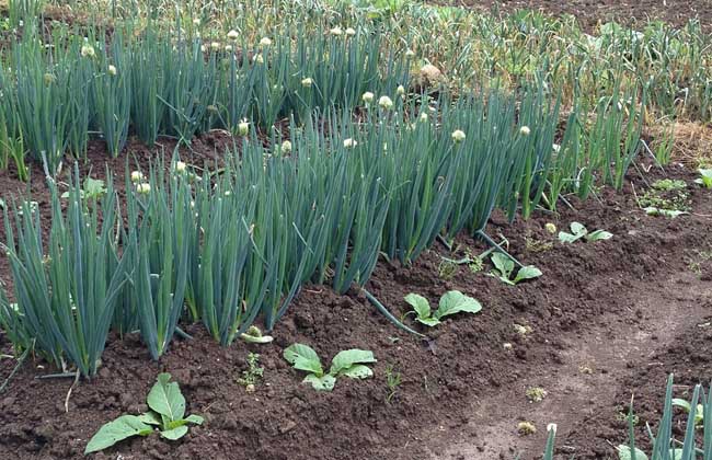 大蔥種植技術(shù)視頻 大蔥種植技術(shù)