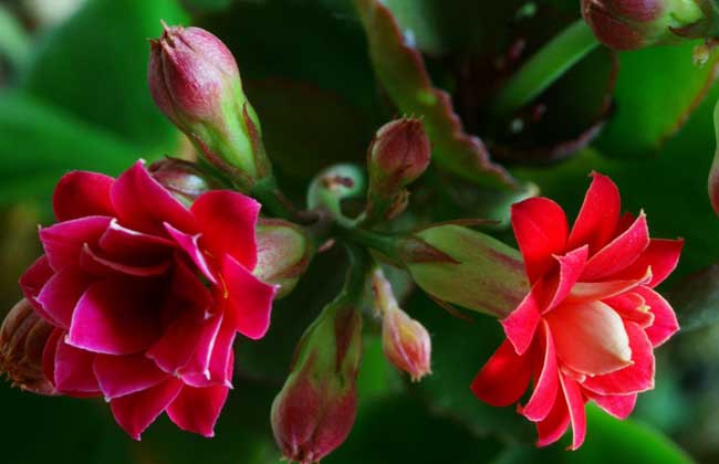 長(zhǎng)壽花不開(kāi)花的原因和辦法 長(zhǎng)壽花種植方法