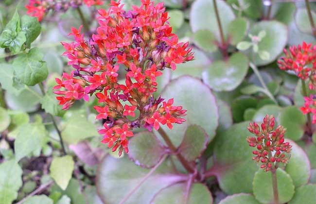 長壽花葉子發(fā)黃怎么辦 長壽花掉葉子怎么辦