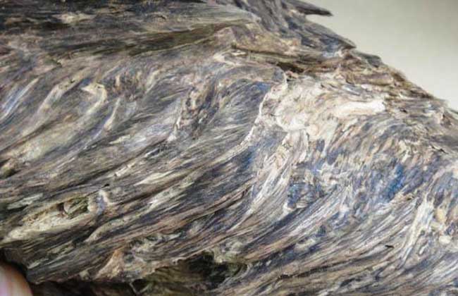 沉香的市場價格知多少 沉香種植方法