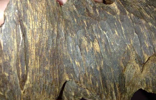 沉香與沉香木的區(qū)別 沉香種植技術(shù)