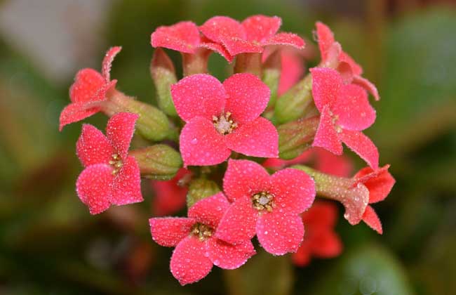 長(zhǎng)壽花的品種圖片 長(zhǎng)壽花養(yǎng)殖方法