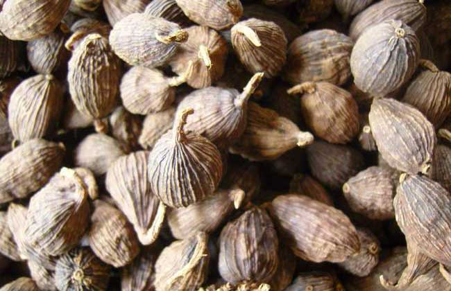 草果的功效與作用 草果是什么