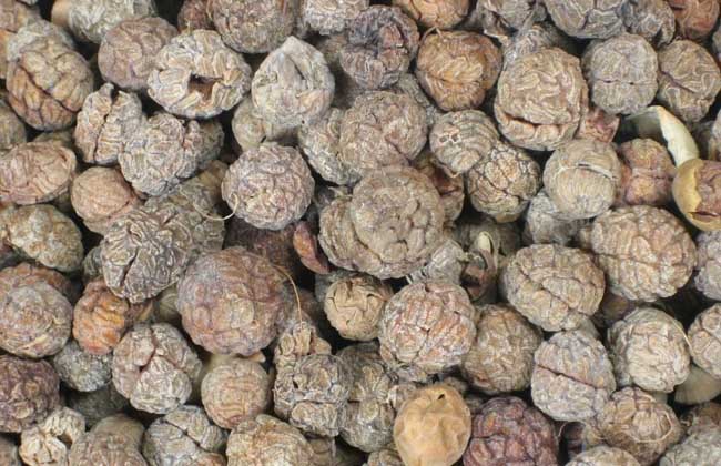 草果和草豆蔻的區(qū)別 豆蔻種植