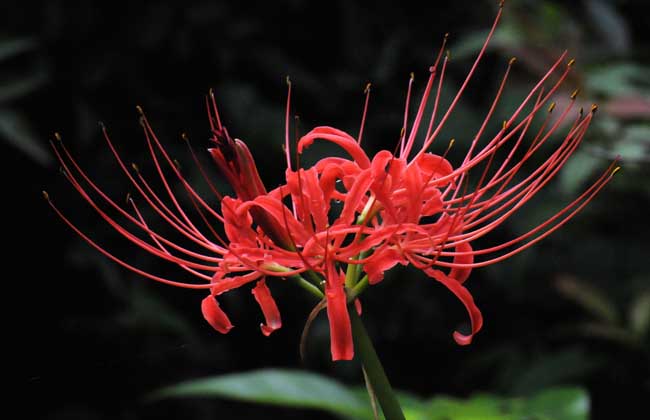 彼岸花的養(yǎng)殖方法 彼岸花養(yǎng)殖方法