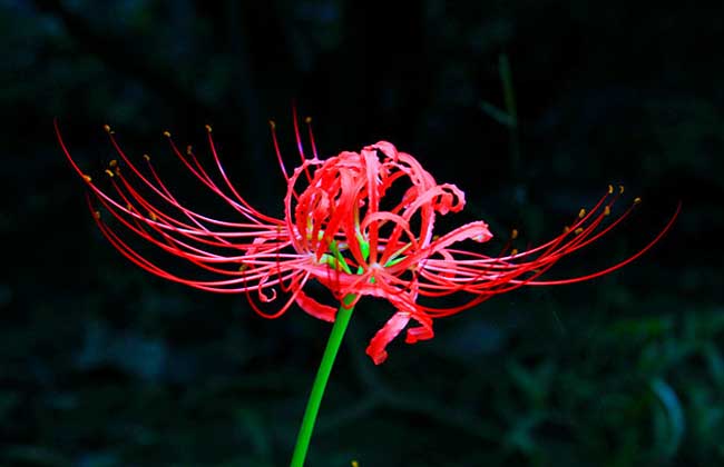 曼珠沙華圖片 曼珠沙華圖片