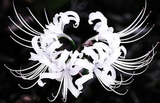 曼陀羅華圖片 花卉的養(yǎng)殖方法