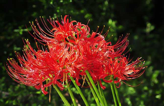 彼岸花和曼陀羅的區(qū)別 彼岸花怎么養(yǎng)