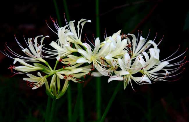 曼珠沙華和曼陀羅華的區(qū)別 花卉怎么養(yǎng)
