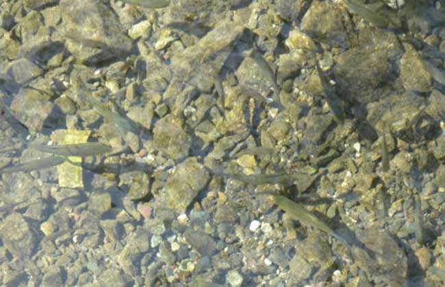 青魚養(yǎng)殖技術