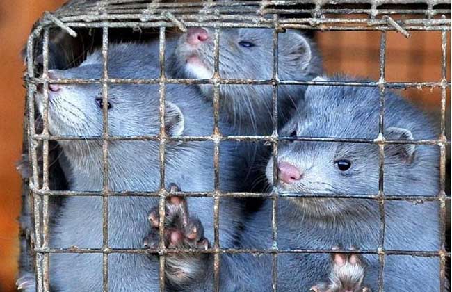 水貂疾病防治技術(shù) 水貂疾病防治