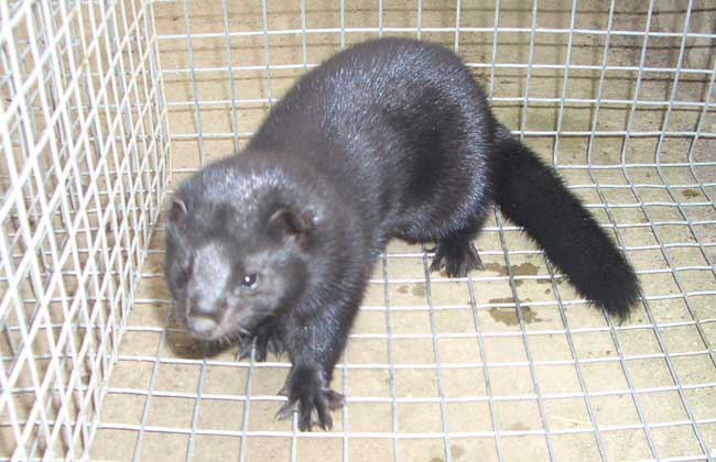 水貂的生活習(xí)性 水貂養(yǎng)殖技術(shù)