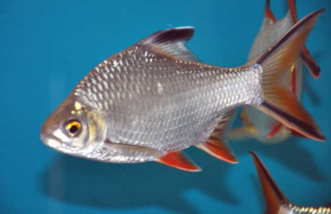 觀賞魚(yú)的四季管理 觀賞魚(yú)管理技術(shù)