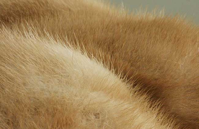 水貂皮的鑒別和保養(yǎng)方法 水貂養(yǎng)殖方法