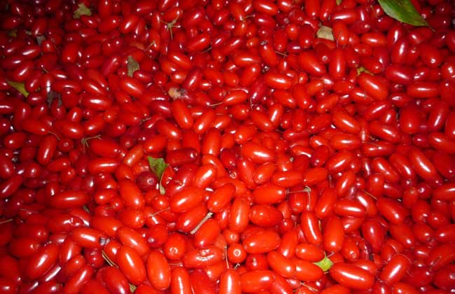 山茱萸的吃法 山茱萸的功效與作用