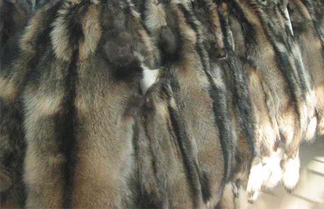 貂皮的種類及圖片大全 養(yǎng)貂知識(shí)