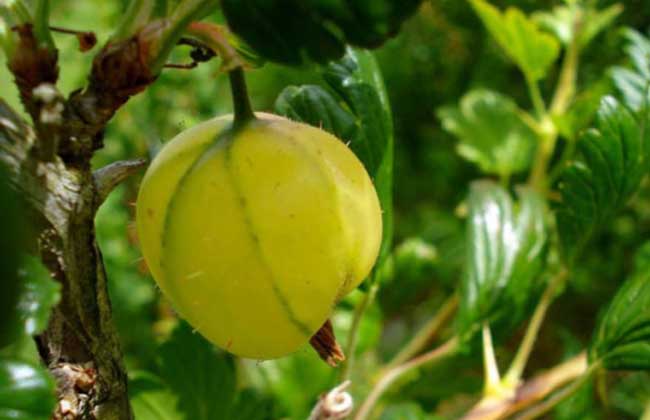 果樹(shù)種植方法