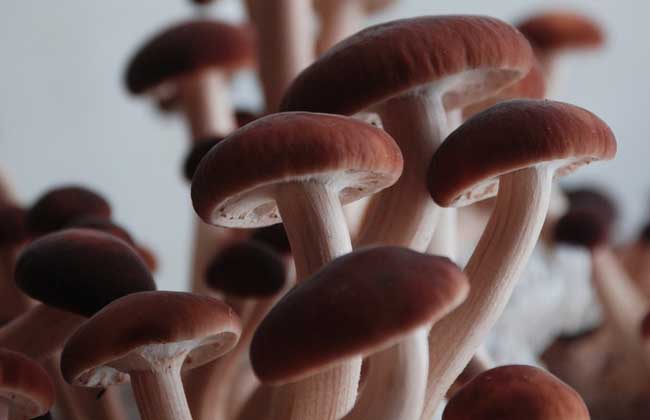 茶樹菇的挑選方法 茶樹菇的做法