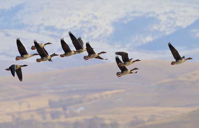 大雁為什么要向南飛? 特種動物養(yǎng)殖技術