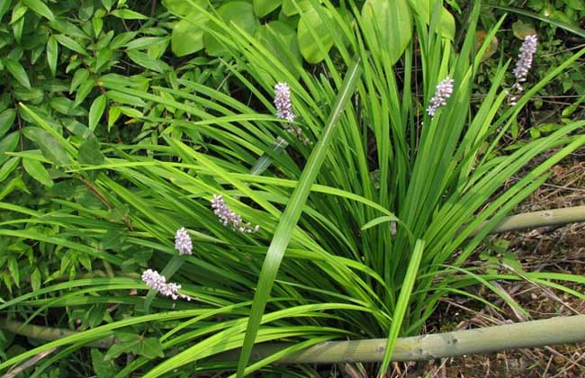 麥冬種類圖片 麥冬種類圖片