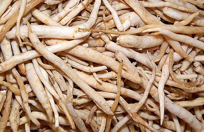 沙參圖片 沙參圖片