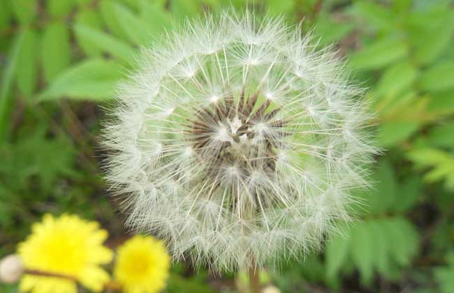 蒲公英圖片 蒲公英圖片