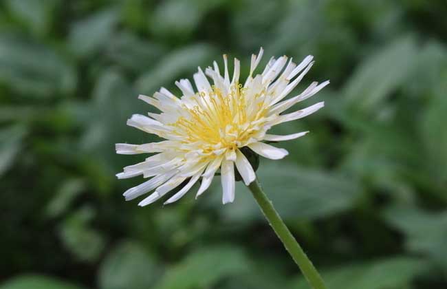 蒲公英圖片 蒲公英圖片