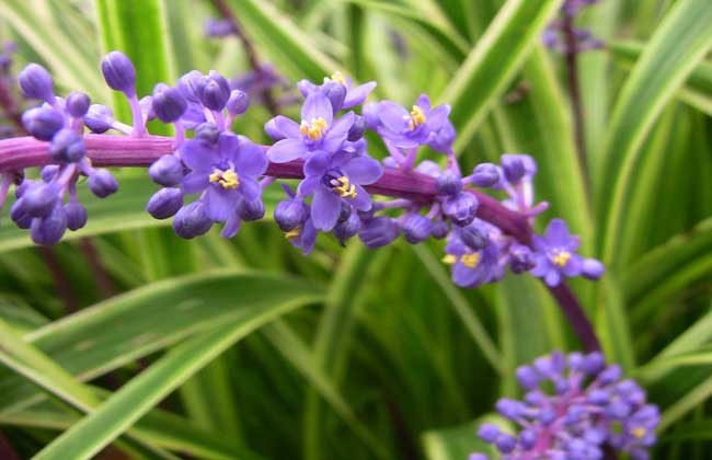 麥冬圖片 麥冬圖片