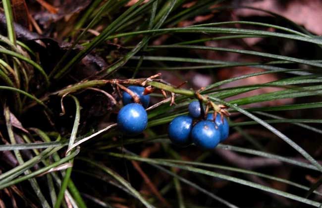 麥冬圖片 麥冬圖片