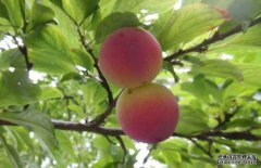 孕婦可以吃李子嗎？孕婦吃李子的好處有哪些