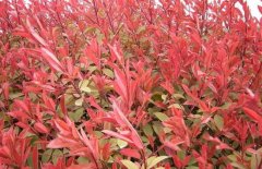 紅葉石楠的養(yǎng)殖方法-紅葉石楠圖片