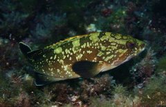 石斑魚的營養(yǎng)價值，以及石斑魚的常見做法