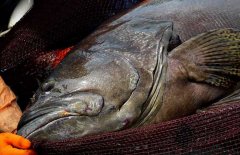 石斑魚是海水魚還是淡水魚 它的產(chǎn)地是哪里？