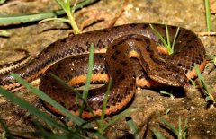 中國水蛇養(yǎng)殖-中國水蛇圖片