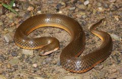 水蛇養(yǎng)殖-蛇圖片