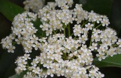 石楠的養(yǎng)殖方法-石楠圖片