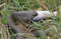 水蛇有毒嗎？