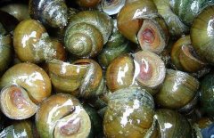 螺螄吃什么食物？螺螄與田螺的區(qū)別