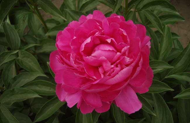 芍藥和大麗花區(qū)別 芍藥和大麗花區(qū)別