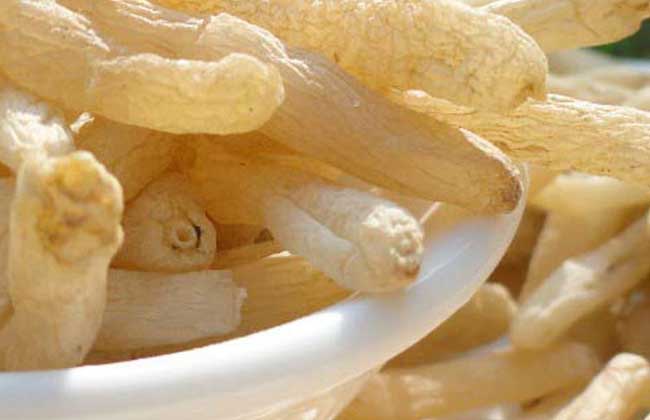 麥冬的副作用 麥冬的副作用