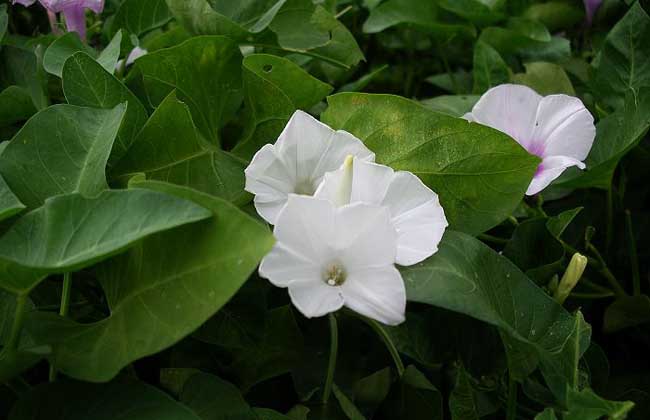 空心菜無土栽培技術(shù) 空心菜種植