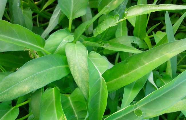 空心菜大棚種植技術(shù) 大棚空心菜種植技術(shù)