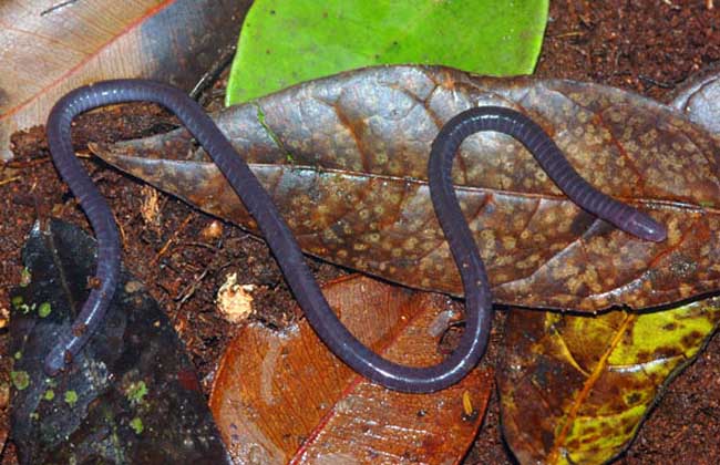 巴西蚯蚓有多大 巴西蚯蚓有多大