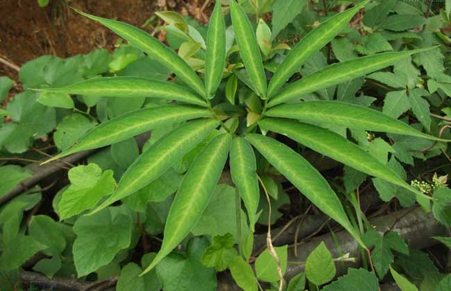 天南星的繁殖方法 天南星的繁殖方法