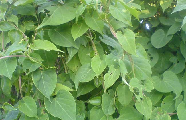 何首烏的繁殖方法 何首烏的繁殖方法