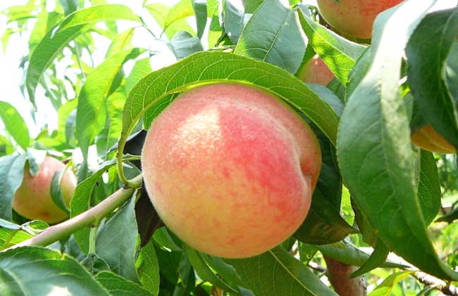 桃子吃多了會(huì)怎么樣 桃子吃多了會(huì)怎么樣