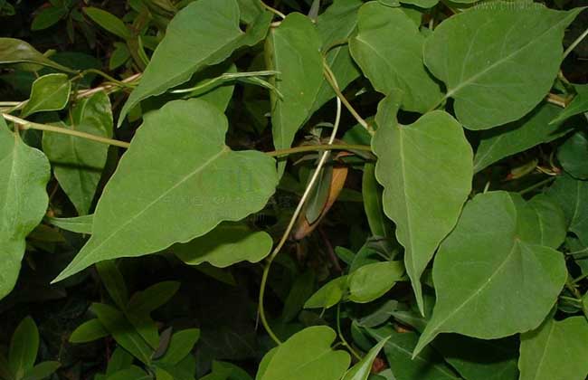 何首烏的產(chǎn)地分布 何首烏的產(chǎn)地分布