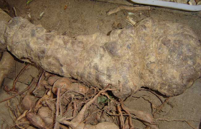 何首烏的副作用 何首烏的副作用